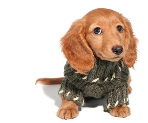 Sweaters help keep little dogs warm in cold weather.