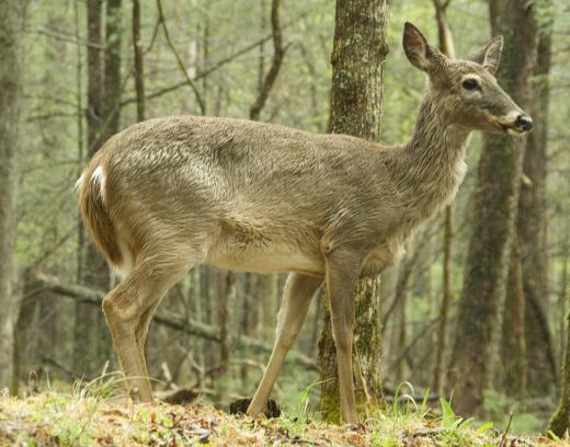 Deer may be susceptible to mad cow disease.