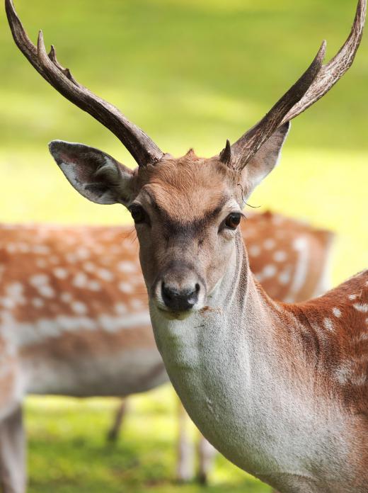 Sight hounds are able to track animals, such as deer, by sight instead of scent.