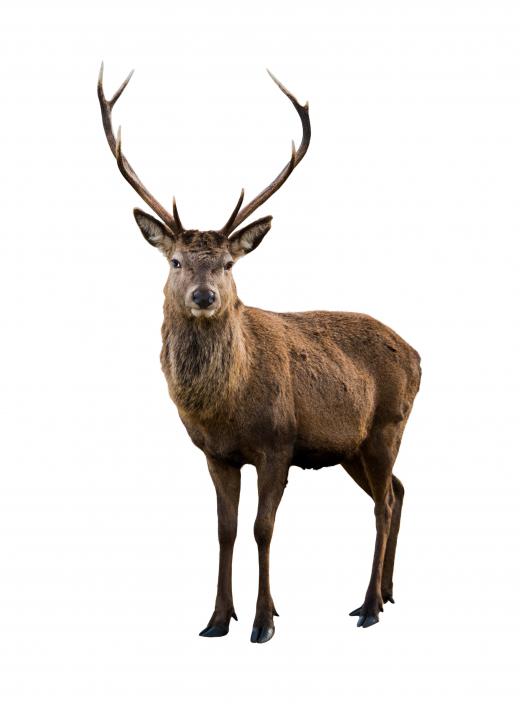 Deer are well-known herbivores.