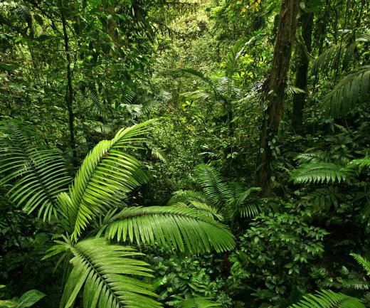 Tropical rainforests lie around the equator.