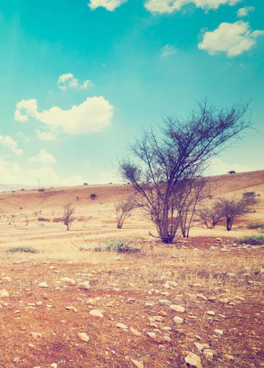 One area that booted eagles prefer to hunt and nest in is the desert.