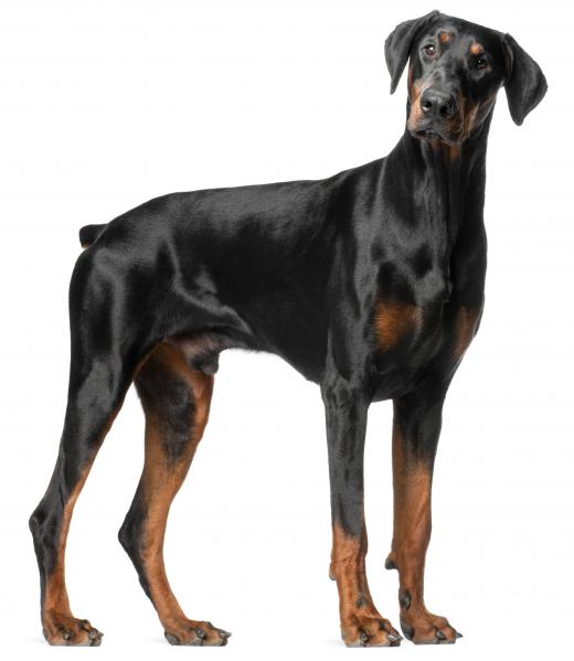 Dobermans often have seasonal alopecia.