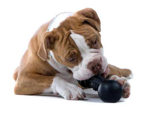 Chew toys can help prevent dental disease, a common affliction in older dogs.