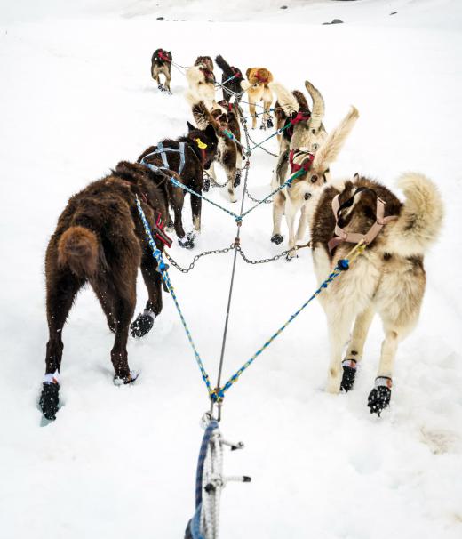 Malamutes are often used as sled dogs.