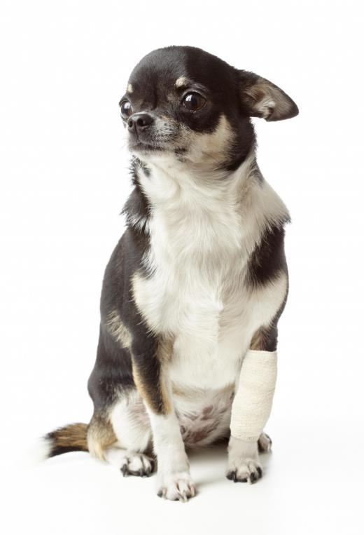 Veterinarians and pet owners can use styptic powder to control bleeding caused by external injuries.