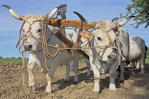 Draft cattle are bread for working by pulling plows and other farm equipment.