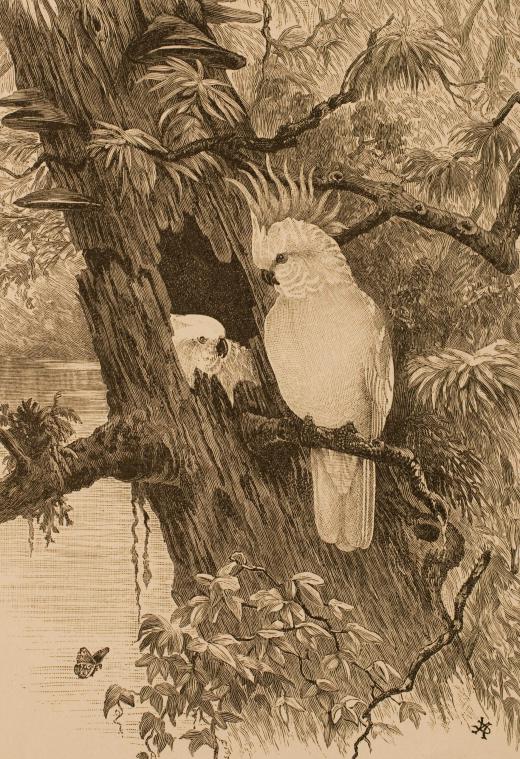 A lithograph of cockatoos.