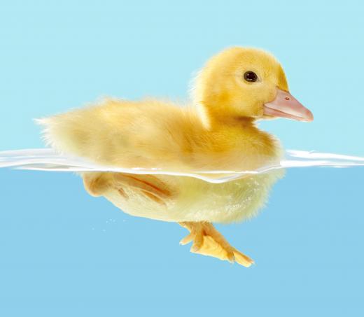 A duckling.