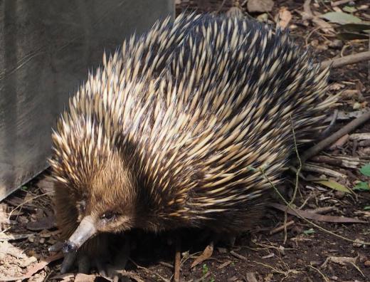 Echidnas, which are egg laying mammals in the order Monotremata, usually make their homes under logs and bushes.