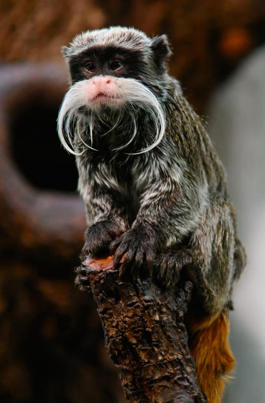 The emperor tamarin, which is a monkey that makes it home in the rainforests of the Amazon Basin, sports a distinctive, long white mustache.