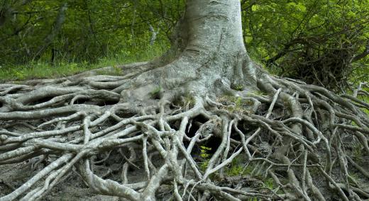 Tree roots exposed after soil erosion.