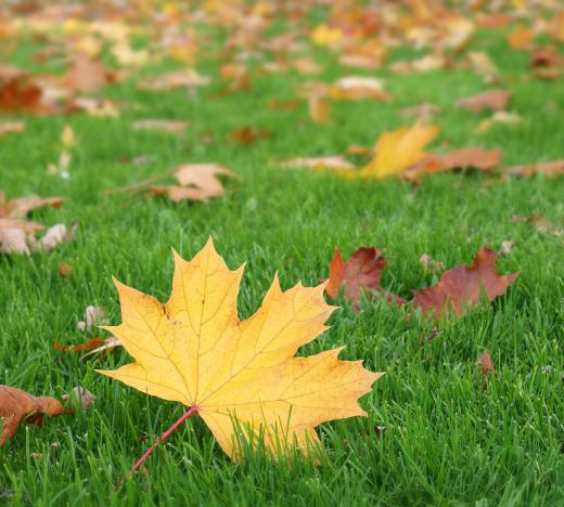 Planting trees is one way to improve air quality and the environment.