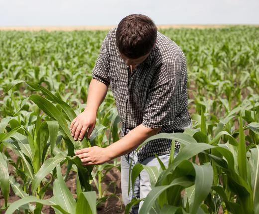 Flea beetles can cause extensive crop damage.