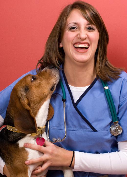 A veterinary technician may help calm an animal during a veterinary ultrasound.