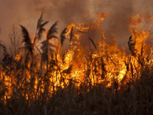 A small-scale slash and burn can help revitalize the land.