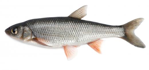 Tetracycline is a fish antibiotic that's best utilized when it's put into fish food.