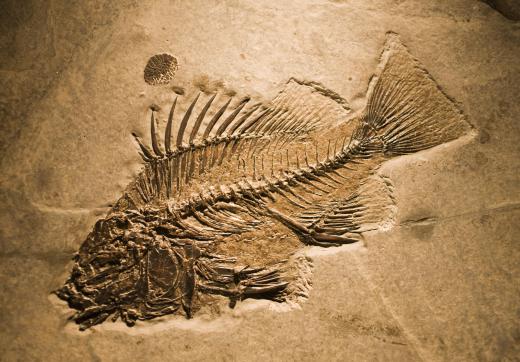 Fossils can reveal how living animal types, such as fish, evolved over time.