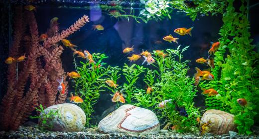 Amoxicillin can treat bacterial infections in fish tanks.