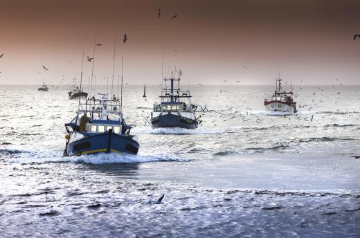 Alaska pollock is heavily fished, but protected from overfishing.