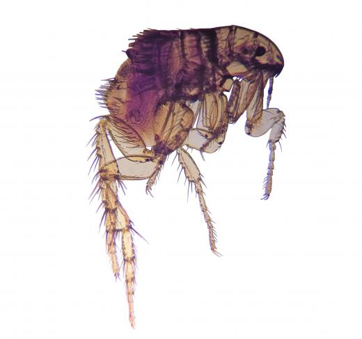 A flea, the inspiration for the term "put a flea in your ear.".