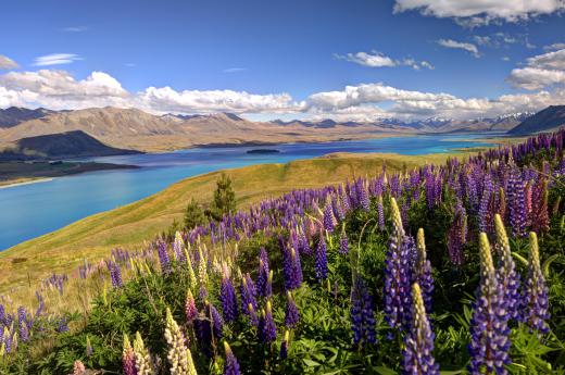 New Zealand's relative isolation makes it ideal for birds and rodents.