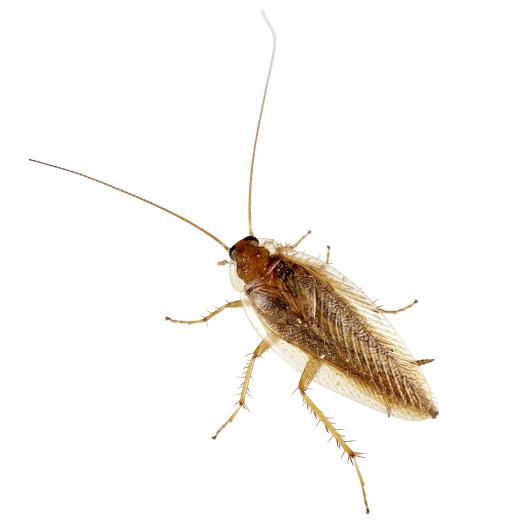 A flying cockroach.