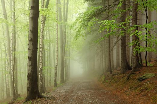 Greenspaces often have hiking trails.