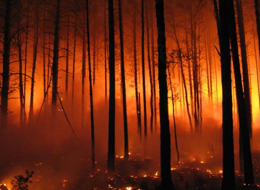 Natural firebreaks help control forest fires.