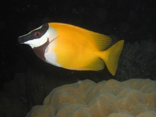 Fox-faced rabbitfish are good tank mates for damselfish.