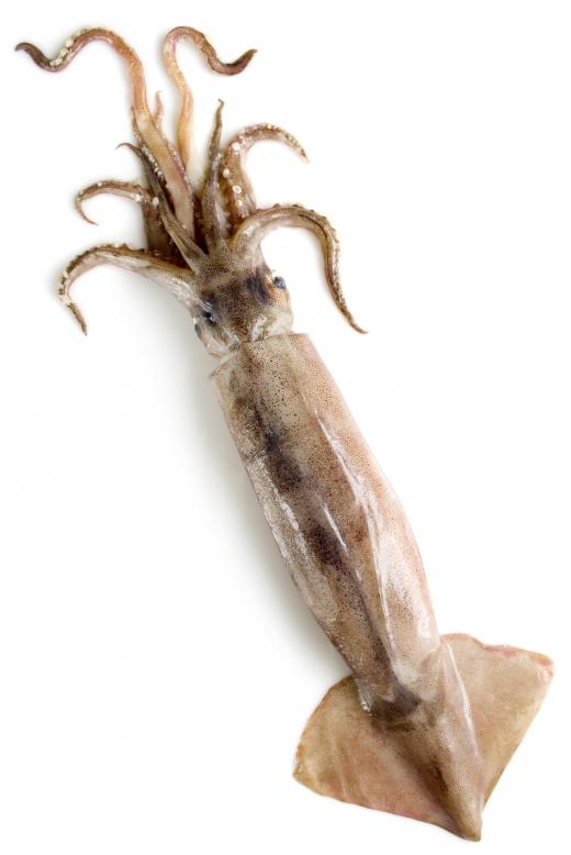 Giant petrel prey on squid.