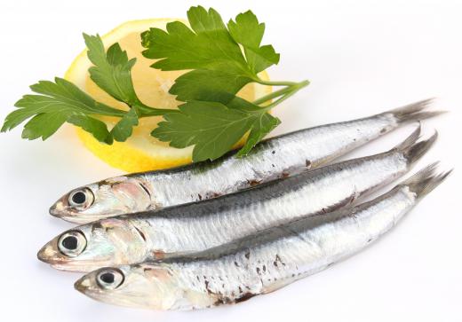 Anchovies are small, oily fish.