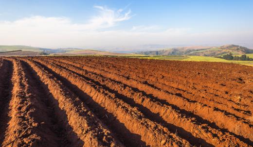 The science of treating and curing crop diseases is highly important to the agriculture industry.