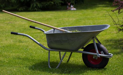 Water left in a wheelbarrow can be a breeding ground for mosquitoes.