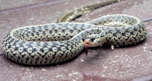 Garter snakes are generally harmless.