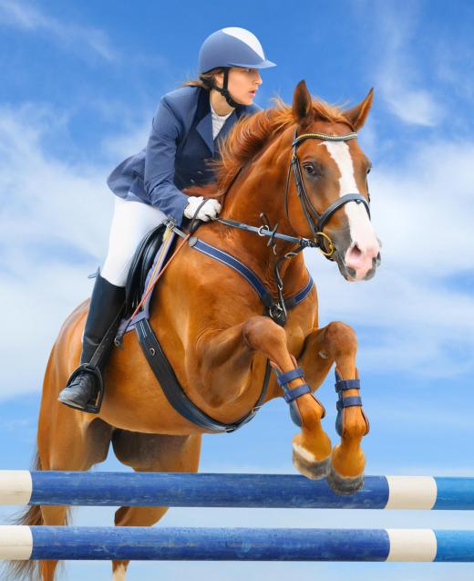 Show horses are often bombproofed.