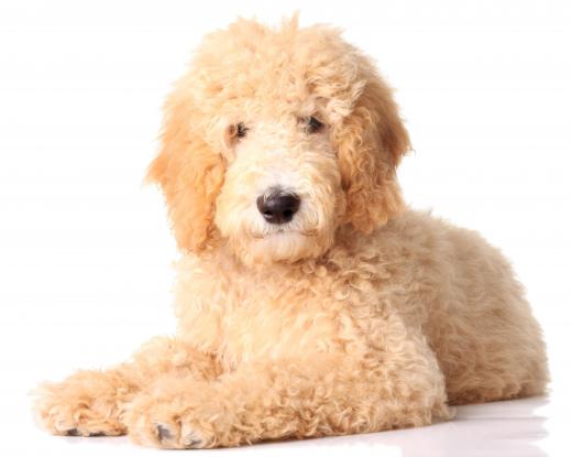 Most goldendoodles need to be bathed only about twice a month, at most.