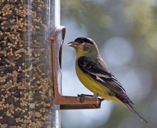 The male goldfinch sports a bright yellow body during the mating season in spring and summer.