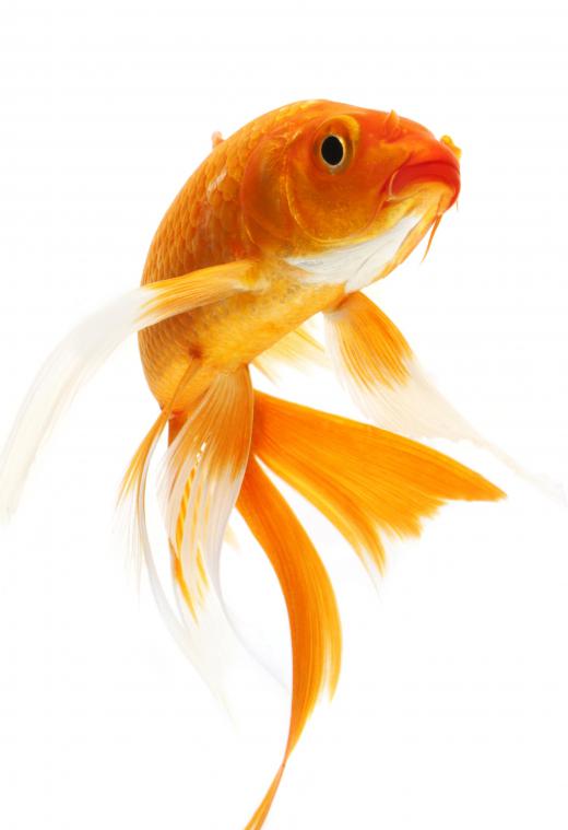 A goldfish might not be the best choice for a goldfish bowl.