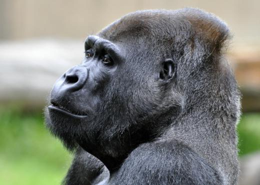 Gorillas mostly eat a variety of vegetation.