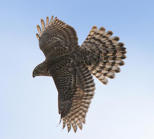 The most common hawk is the goshawk.