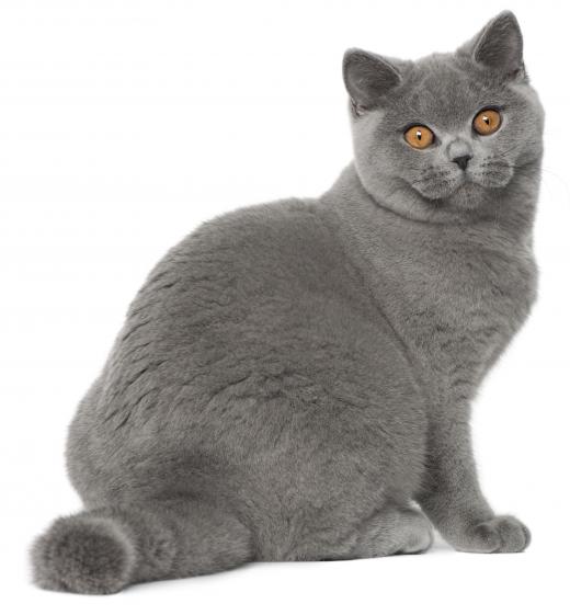 A Russian Blue cat, a type of hypoallergenic pet.