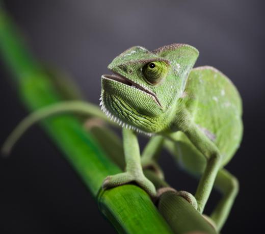 The veiled chameleon, along with the Jackson's and the panther, are among the breeds of chameleon that are most commonly kept as pets.