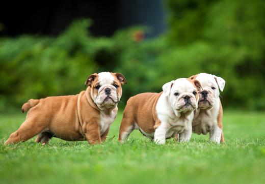 Improper crossbreeding has led to a number of breathing problems in bulldogs.