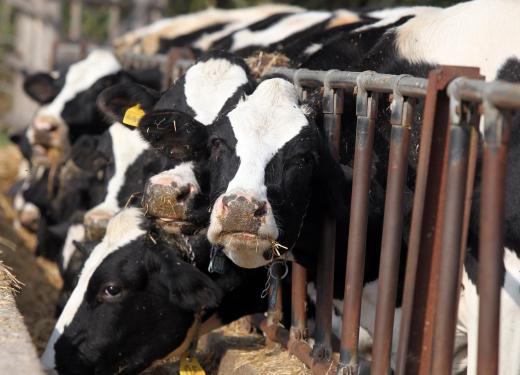 Taurine cattle are the most popular type of domestic cattle.