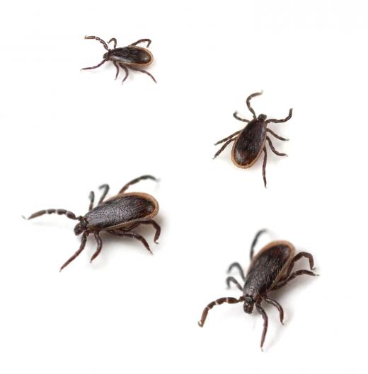 Deer ticks are hard ticks with hard-shell bodies.