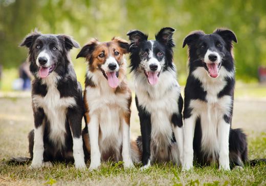 Border Collies are extremely intelligent and easy to train.