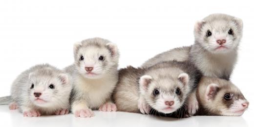 Ferret cages should be fully enclosed so the animals doesn't squirm its way out.