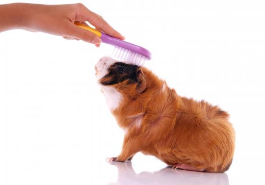 Guinea pig shows focus on the appearance of the guinea pig due to is breeding and grooming.