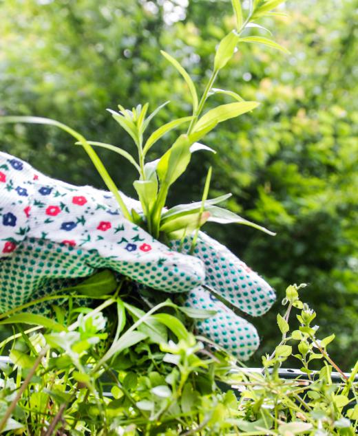 Pulling or trimming any long grasses or weeds should help clear a yard of frogs.